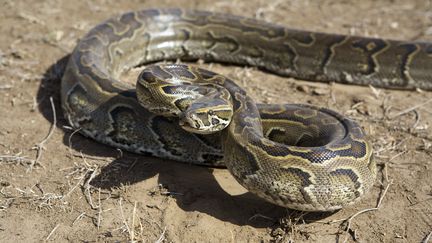 Un python de Seba photographi&eacute; au Kenya. (DENIS-HUOT / HEMIS.FR)