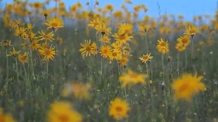 Plantes : arnica, l'or des Vosges