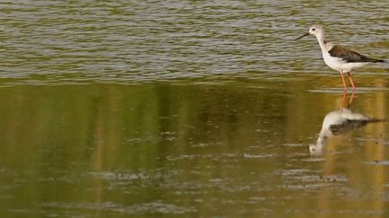 À Saint-Michel-en-Brenne&nbsp;(Indre), au lever du jour et au coucher du soleil, les étangs du parc national de la&nbsp;Brenne&nbsp;se parent de leurs plus belles couleurs (FRANCE 3)