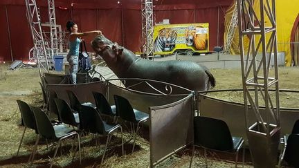 Jumbo l'hippopotame est la mascotte du cirque Muller (FRANCK MULLER)