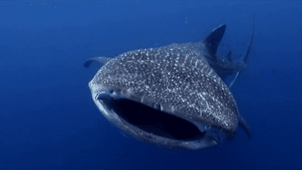 Le Coelacanthe filmé par Laurent Ballesta, président du jury du 41e festival mondial de l'image sous-marine.
 (Laurent Ballesta)