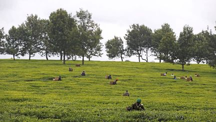 A plus de 2.000 mètres d'altitude, les plantations de la région sont la propriété de multiples petits exploitants réunis en coopérative, la Kenya Tea Development Agency (KTDA). Une organisation «unique» dans la filière, selon son responsable Lerionka Tiampati. La KTDA est composée d'environ 600.000 planteurs à travers tout le pays. Elle détient 60% du marché kényan. Pour 2018, Nairobi table sur des recettes d'exportation de thé estimées à 1,3 milliard de dollars, en hausse par rapport à 2017, grâce à de meilleures conditions climatiques. (Baz RATNER / REUTERS)