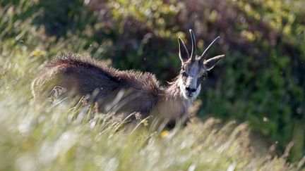 Un chamois photographié en mai 2007 au Hohneck, dans les Vosges. (MAXPPP)