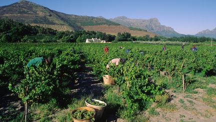 Vendanges dans vallée du Fransschoek, dans&nbsp; la région du Cap (Afrique du Sud),le 03 mars 2013.
 (ANTOINE LORGNIER / ONLY WORLD / Only France via AFP)