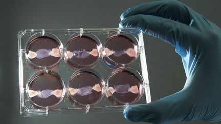 Un échantillon de viande in vitro à l'université de Maastricht (Pays-Bas), le 9 novembre 2011. (FRANCOIS LENOIR / REUTERS)