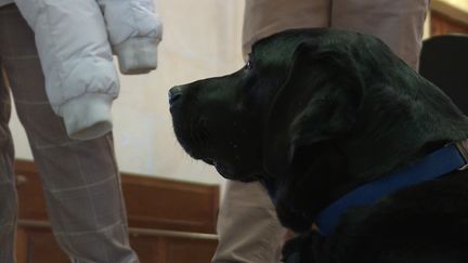 Lol, un labrador noir apporte soutien et réconfort aux victimes du tribunal de Cahors&nbsp; (J. Jauze / France Télévisions)