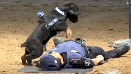 Capture d'écran de la vidéo du chien Poncho en train de simuler un message cardiaque sur son maître, postée le 22 juin 2018 sur Twitter.&nbsp; (POLICIA DE MADRID / TWITTER)