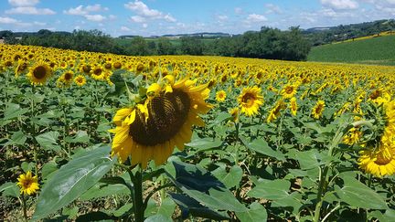 Le tournesol est riche en oméga-3 et oméga-6. (STÉPHANE GARCIA / RADIO FRANCE)