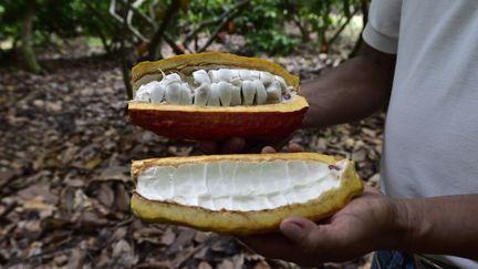 Las Mercedes (Equateur) : Nouvelle variété de cacao très prometteuse
 (AFP PHOTO / RODRIGO BUENDIA)