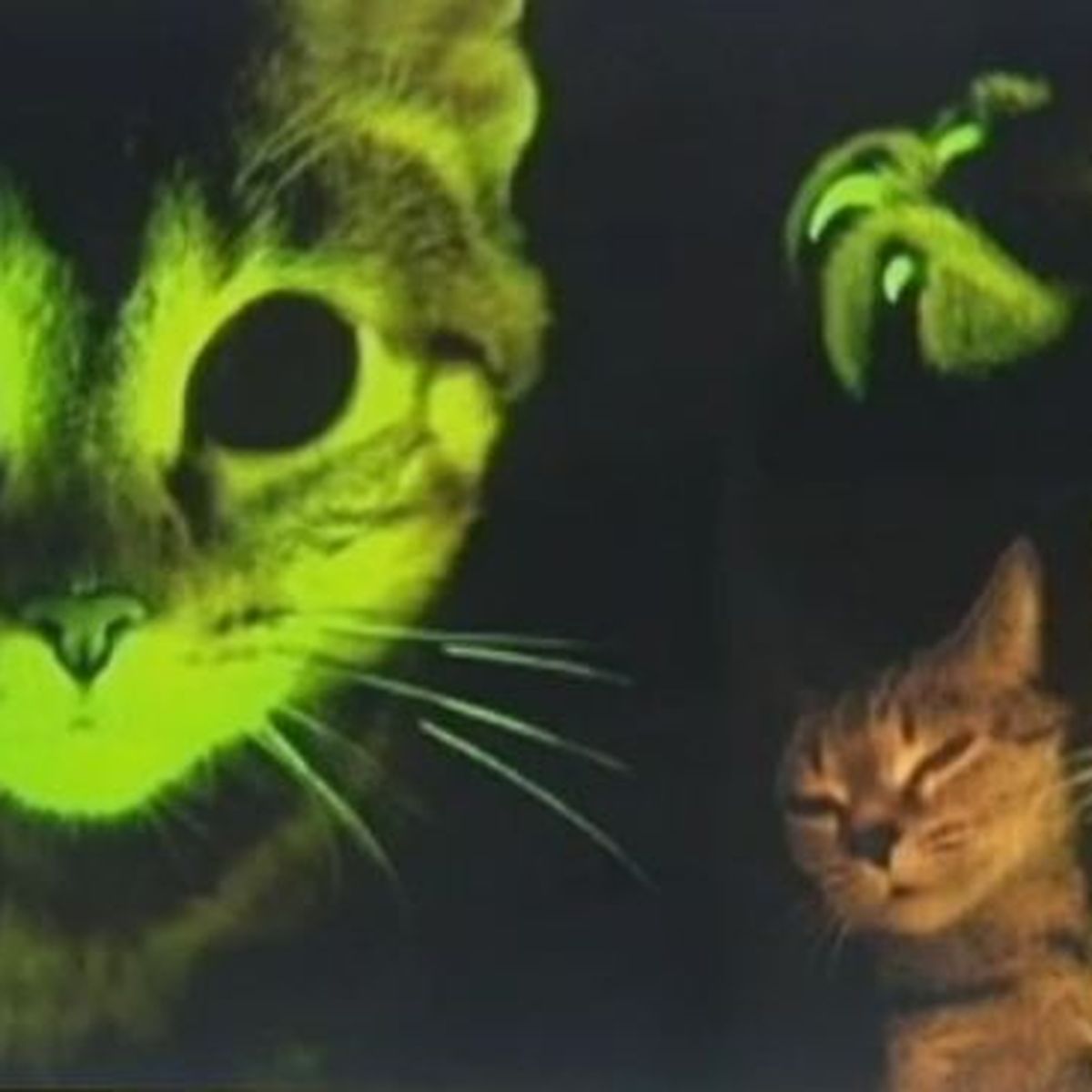 Des Chatons Phosphorescents Pour Combattre Le Sida