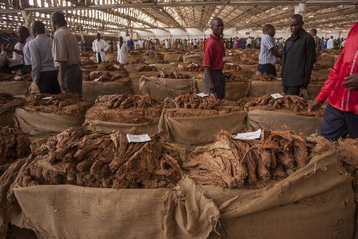 Marché au tabac de Lilongwe, la capitale du Malawi, le 8 avril 2015. En temps normal, acheteurs et vendeurs se&nbsp; font face pour fixer le prix d'un lot. (AMOS GUMULIRA / AFP)