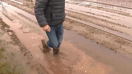 Inondations : des conséquences dramatiques pour l'agriculture et l'élevage