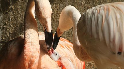 Un flamant rose &acirc;g&eacute; de quatre jours est nourri par ses parents dans le parc animalier d'Himeji (Japon), le 2 octobre 2013. (BUDDHIKA WEERASINGHE / GETTY IMAGES)