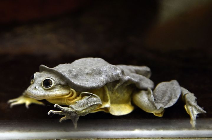La "grenouille scrotum" est originaire du lac Titicaca, en Bolivie. Cette grenouille en voie de disparition est la plus grande du continent.&nbsp; (AIZAR RALDES / AFP)