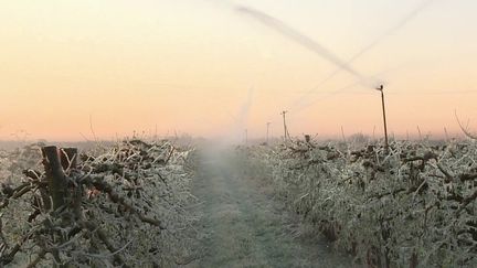 Vague de froid : les arboriculteurs se préparent à affronter le gel