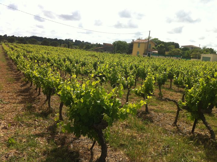 Deuxième secteur excédentaire de la balance commerciale française, après l'aéronautique et avant la parfumerie-cosmétique, la filière viti-vinicole exporte près de 8 milliards d'euros de vins chaque année.&nbsp; (RADIO FRANCE / GRÉGOIRE LECALOT)