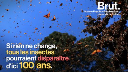 Pour les scientifiques, il ne fait aucun doute que les insectes sont en déclin. Leur disparition nuirait à l'homme et à son environnement.