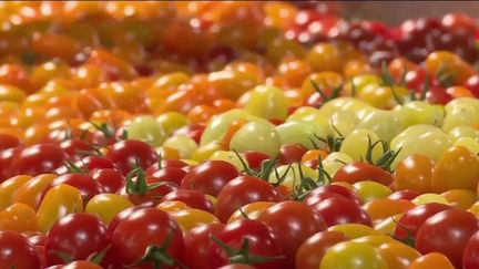 Des tomates françaises. (France 2)