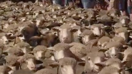 Agriculture :&nbsp;la transhumance accessible à tous (FRANCE 2)