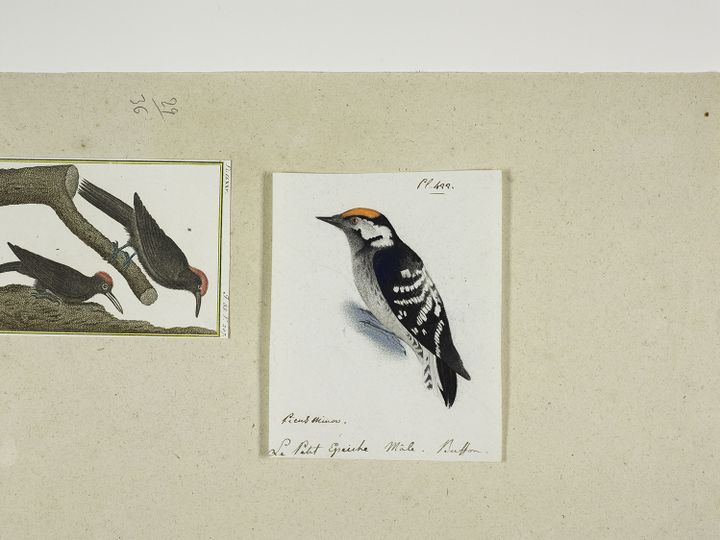 Série 29 Feuillet 36 Dessin 3, Pic épeichette Jean-Jacques Audubon (1785-1851)
 (Muséum d’histoire naturelle de La Rochelle / Collection Société des Sciences Naturelles de la Charente-Maritime / L3i)