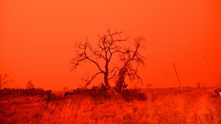 Le ciel rougi par la fumée des feux de brousse, autour de Cooma, en&nbsp;Nouvelle-Galles du Sud (Australie), le 4 janvier 2020. (SAEED KHAN / AFP)