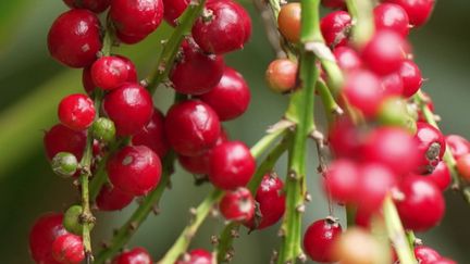 En Amazonie, un fruit précieux de la jungle nommé la baie d'açaï. C’est un petit fruit rouge qui pousse sur une variété de palmiers. Il est très consommé au Brésil. Les laboratoires pharmaceutiques en ont découvert les vertus. Le défi est désormais d’exploiter cette baie précieuse sans abîmer la forêt. (France 2)