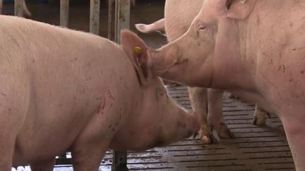 Si certains agriculteurs doivent faire face à des difficultés financières importantes, les éleveurs bretons de porcs vivent des jours meilleurs. À cause d'une maladie qui décime les cochons en Chine, la demande est en hausse. (France 2)