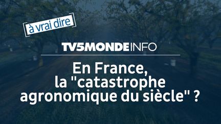 Capture d'écran (TV5MONDE)