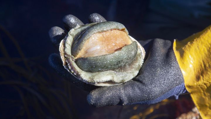 Un pêcheur ramasse des ormeaux, à marée basse, à Vicq-sur-Mer (Manche), le 29 mars 2021. (JULIE FRANCHET / HANS LUCAS / AFP)