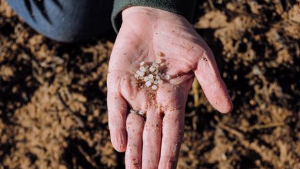 Des bénévoles recherchent des billes en plastique, sur une plage de Pornic (Loire-Atlantique), le 21 janvier 2023. (MAYLIS ROLLAND / HANS LUCAS / AFP)