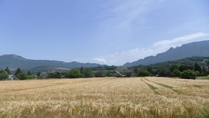 Un champ de blé, le 4 juin 2022, lors de l'épisode de sécheresse. (MOURAD ALLILI / MAXPPP)