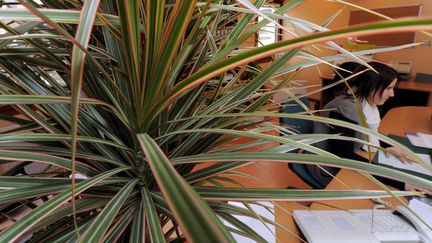 Une plante dans un bureau. Photo d'illustration. (ALEXANDRE MARCHI /NCY / MAXPPP)