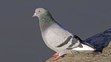 Photo d'illustration d'un pigeon domestique. (LEEMAGE / AFP)