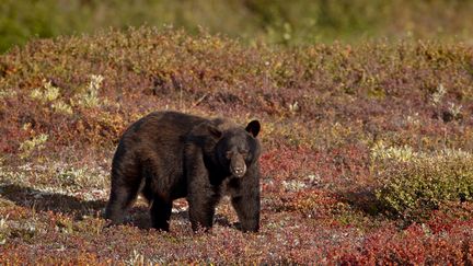 Un ours noir dans un parc en Alaska, le 27 août 2009. (JAMES HAGER / ROBERT HARDING PREMIUM / AFP)