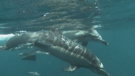 Protection des dauphins : les pêcheurs à l'arrêt dans le Golfe de Gascogne