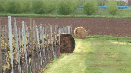 Météo : les agriculteurs inquiets face au risque de gel (Franceinfo)