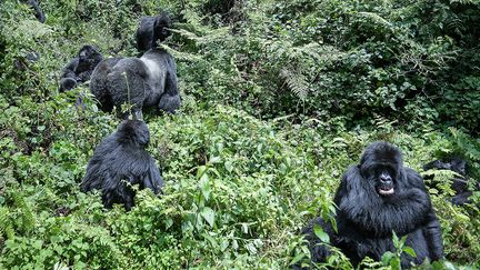 Dans les années 1980, lorsque la célèbre primatologue américaine Dian Fossey fut assassinée ici, le massif des Virunga n'en comptait plus que 250, après des décennies d'un impitoyable braconnage. Depuis, leur nombre a quadruplé, notamment grâce à une sécurité renforcée et à l'implication des communautés.&nbsp; &nbsp; (SIMON MAINA / AFP)