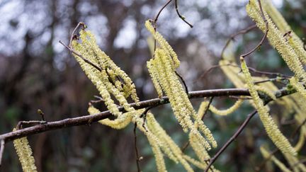 Le noisetier commun est un arbre pollinisé par le vent. C'est la pleine saison des allergies aux pollens, et la chanson en rit un peu...(Illustration) (PICTURE ALLIANCE / DPA / VIA GETTY IMAGES)