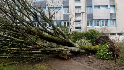 VIDEO. Les dégâts de la tempête en France