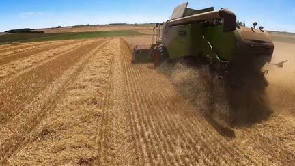 Agriculture :&nbsp;des moissons avec deux semaines d'avance en raison des aléas climatiques (FRANCE 2)