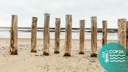 Des poteaux en bois installés pour briser les vagues, le 11 mars 2020 à Agon-Coutainville (Manche). (PIERRE MOREL / FRANCEINFO)