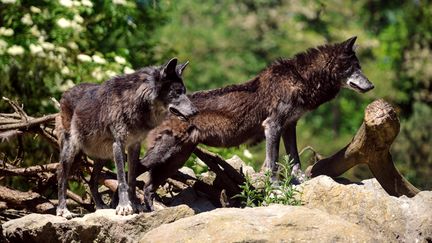 Deux loups dans le zoo de Mulhouse (Haut-Rhin), le 13 juin 2013. (SEBASTIEN BOZON / AFP)