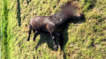 Des chevaux mutilés. (FRANCEINFO)