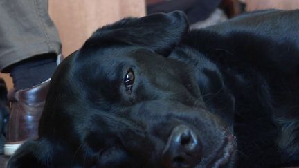 À Cahors&nbsp;(Lot), le tribunal de la ville a un labrador qui est prénommé "LOL".&nbsp;Il a un rôle essentiel, il accompagne les victimes de violence et permet de libérer la parole. (CAPTURE ECRAN FRANCE 2)