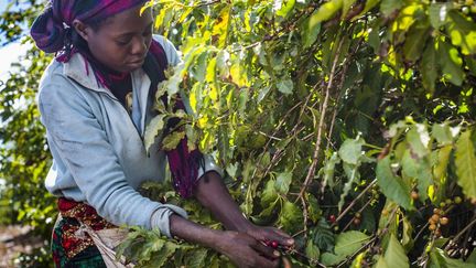 Cueillette dans une plantation de café en Zambie (afp /Olekandr Rupeta)