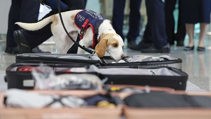 Ceco, le chien employé à l'aéroport de Séoul pour détecter les punaises de lits, en Corée du Sud, le 8 août 2024. (- / YONHAP)