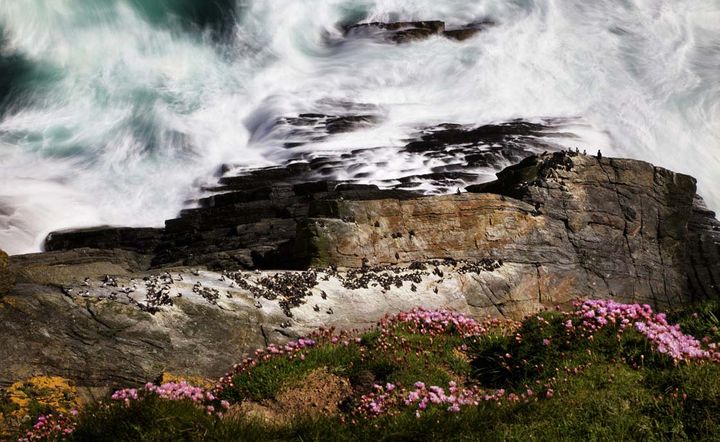 Les guillemots de Troïl sur les falaises de Samburgh Head (Géo  Kieran Dodds)