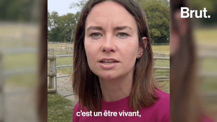 Après l’élevage et l’exploitation, ils vivent désormais dans le refuge GroinGroin. Ce lieu, fondé il y a 6 ans, accueille les animaux de la ferme abandonnés ou maltraités. Brut a rencontré les soignants qui s’en occupent.