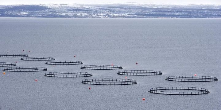 Elevage de saumons en Norvège. (Michel Gunther / Biosphoto)