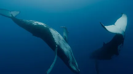 "Les Gardiennes de la planète" est inspiré du livre "Whale Nation" de Heathcote Williams (1988). (Pan Distribution)